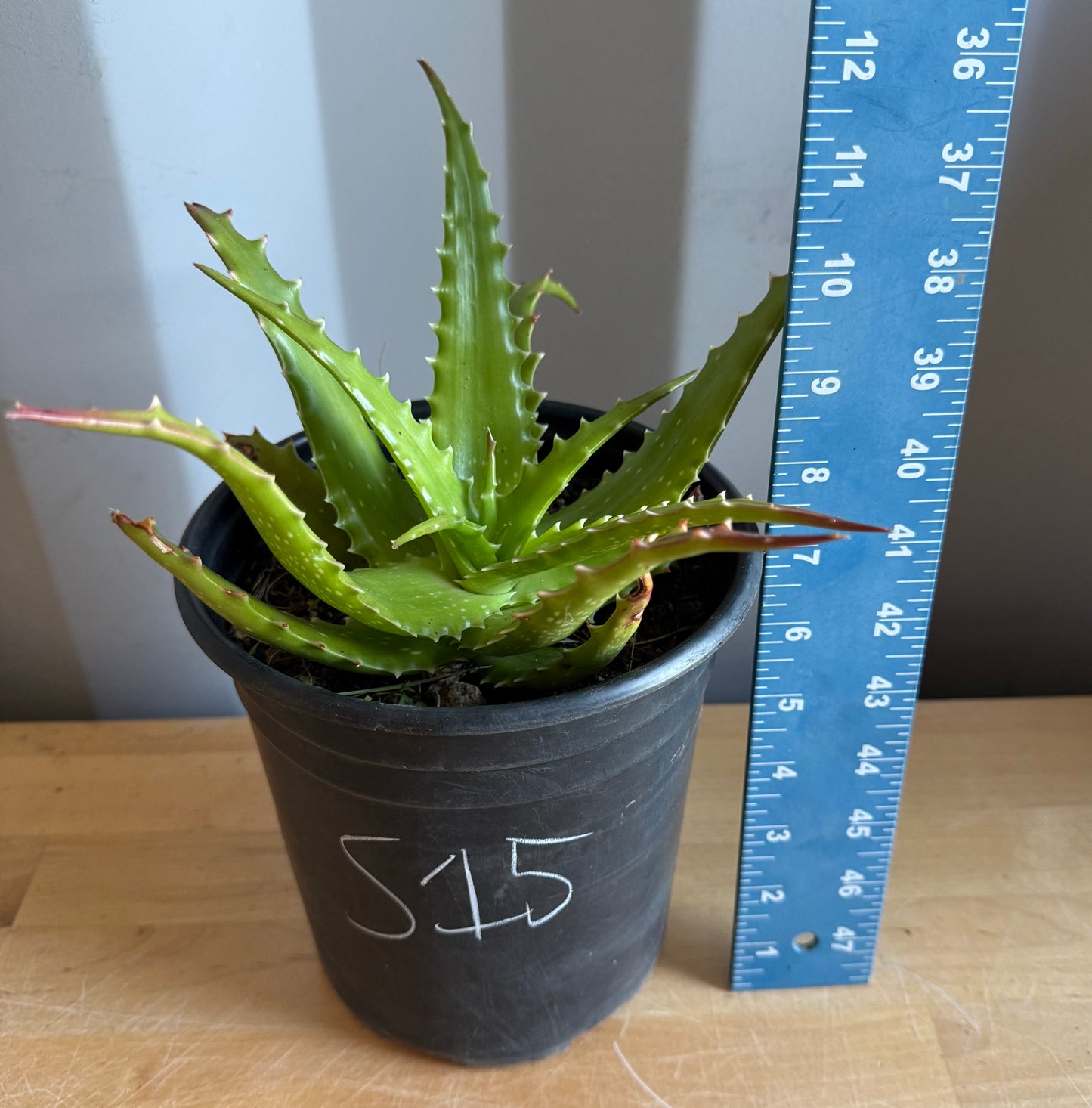 1gal Aloe dorotheae S15