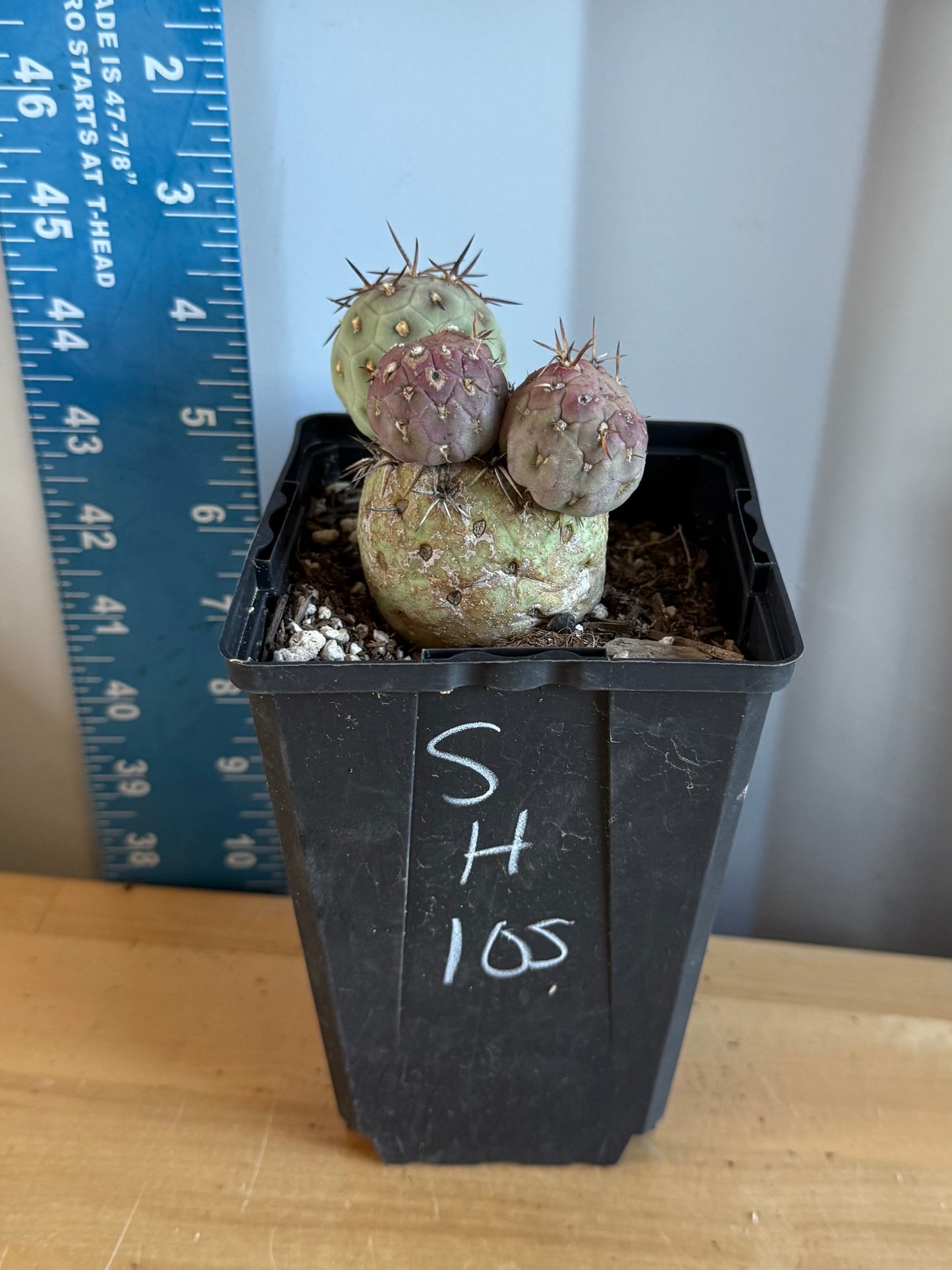 Tephrocactus Geometricus SH105