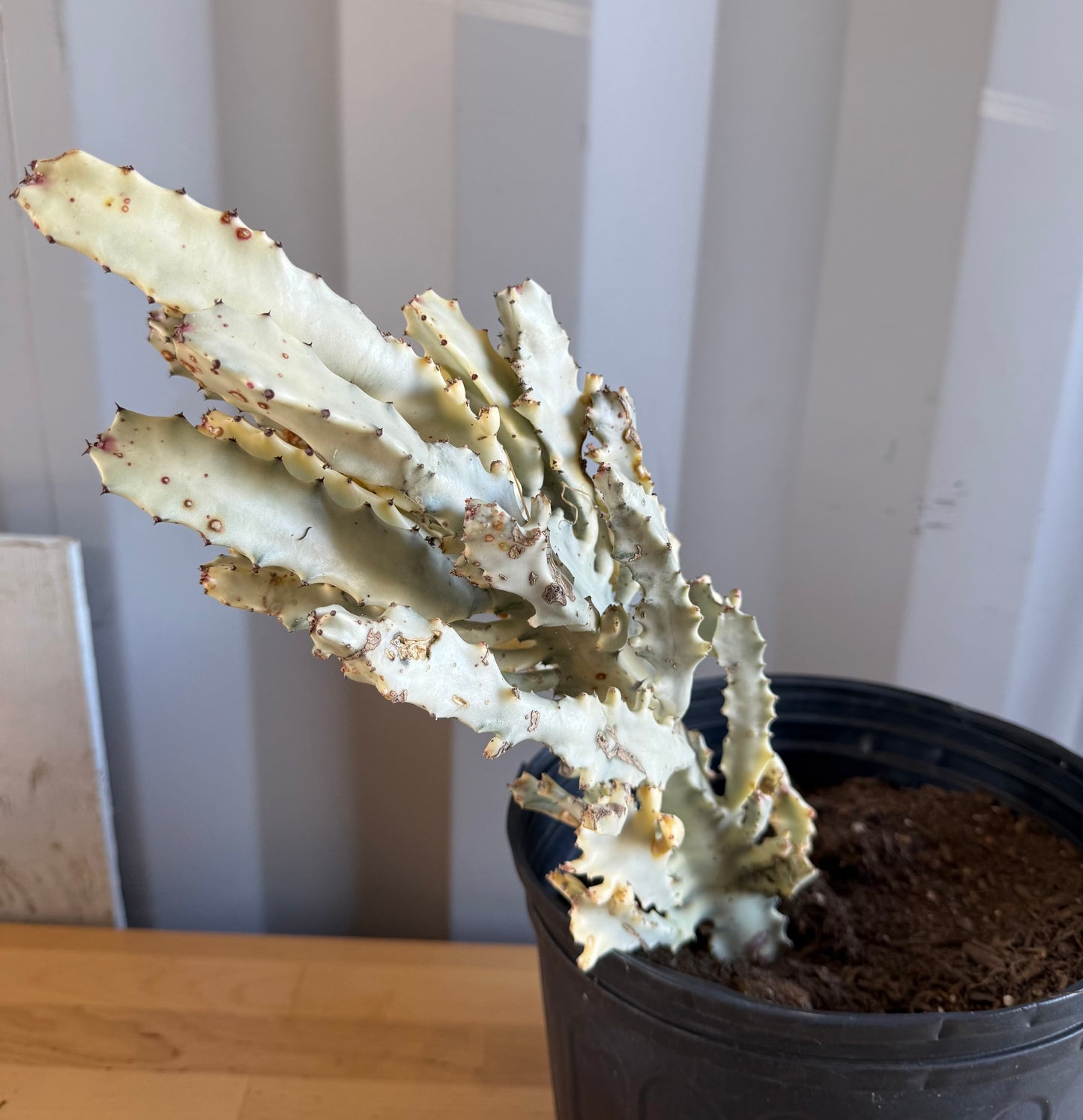 5gal ‘Dragon Bones’ | Euphorbia lactea variegata ‘White Ghost’ SH35
