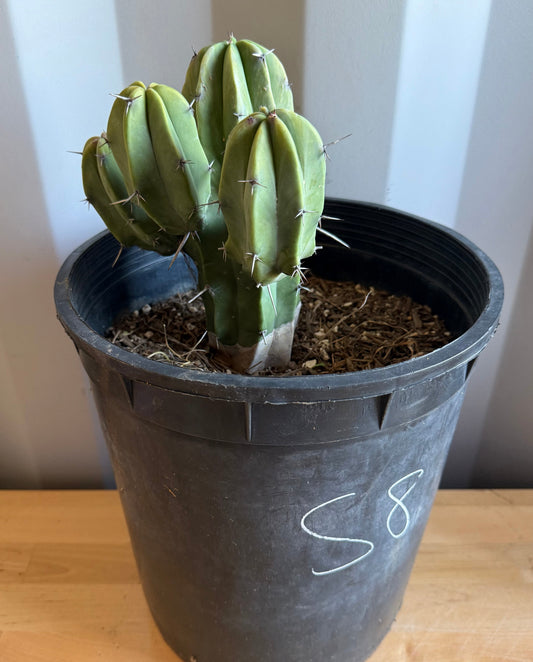 Myrtillocactus geometrizans S8