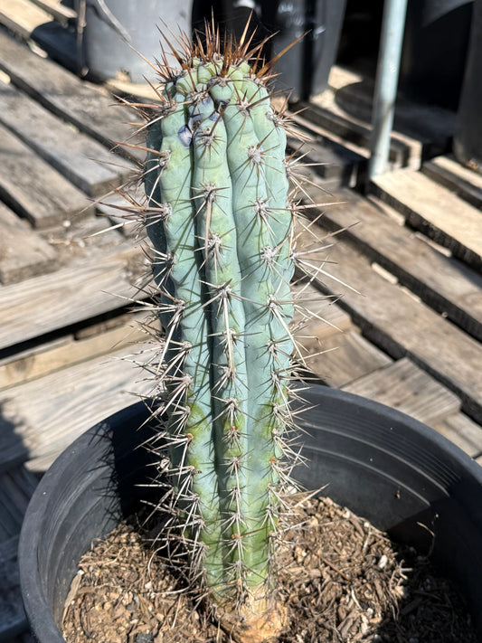 Browningia hertlingiana S6 | Blue Cereus