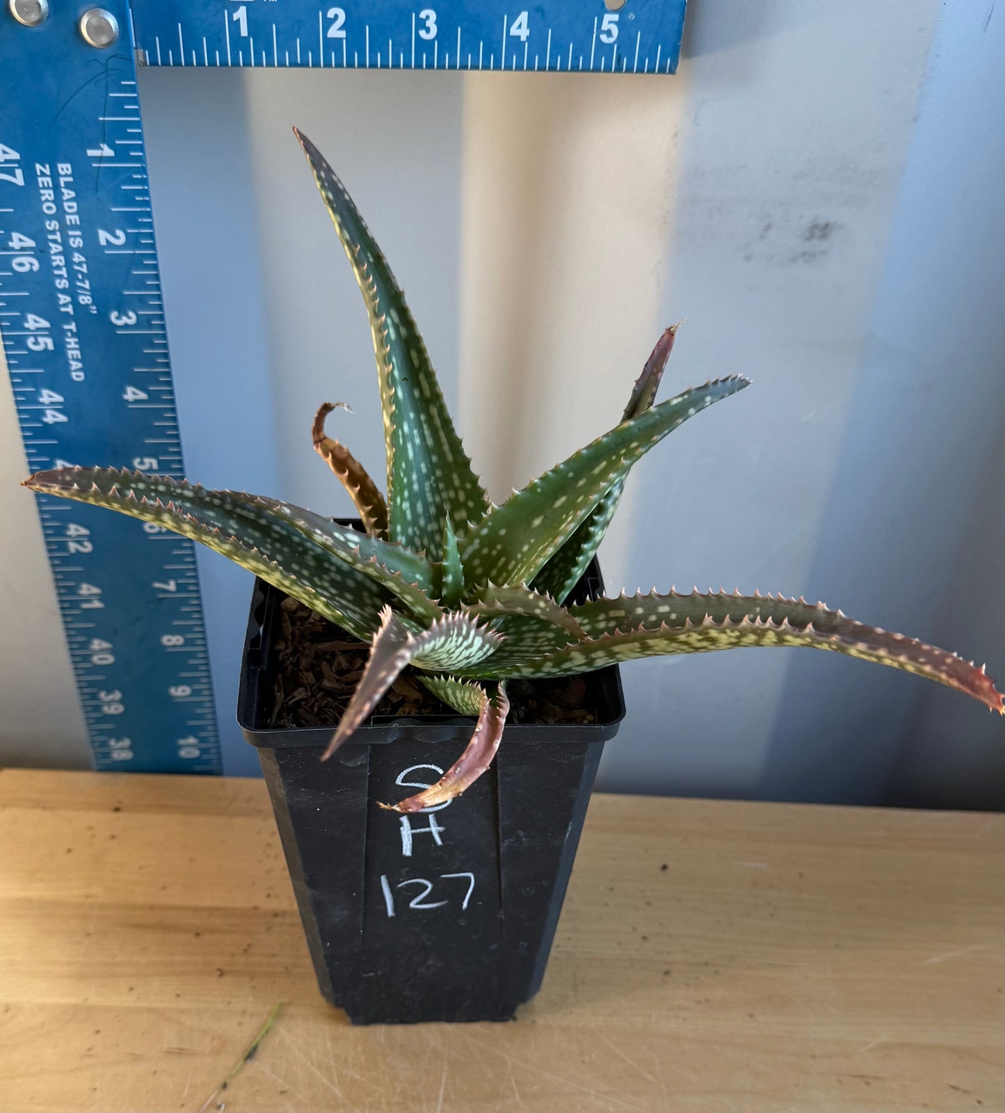 Aloe 'Cynthia Giddy' SH127