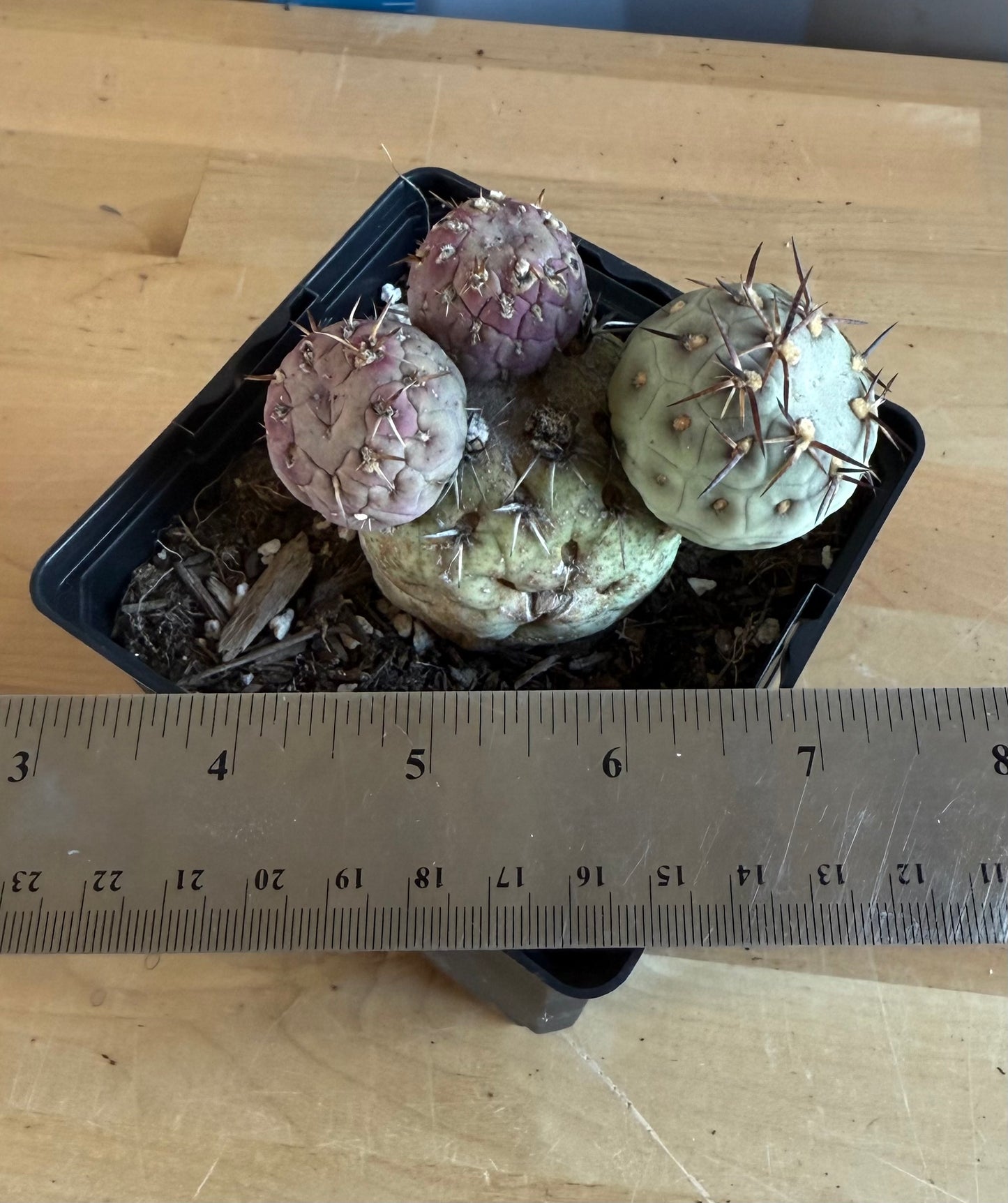 Tephrocactus Geometricus SH105