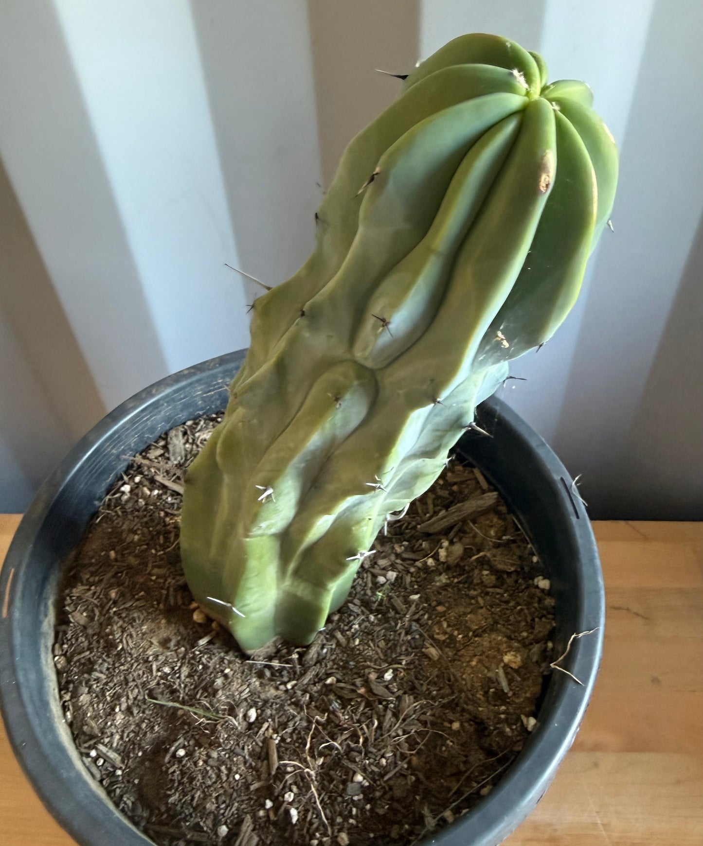 Myrtillocactus geometrizans S3