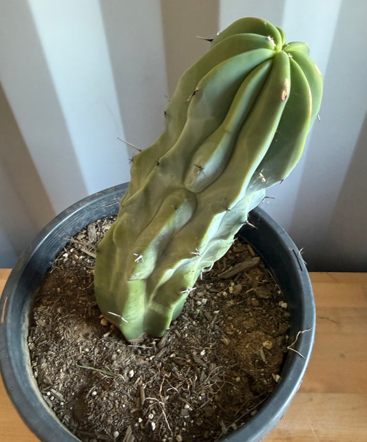 Myrtillocactus geometrizans S3