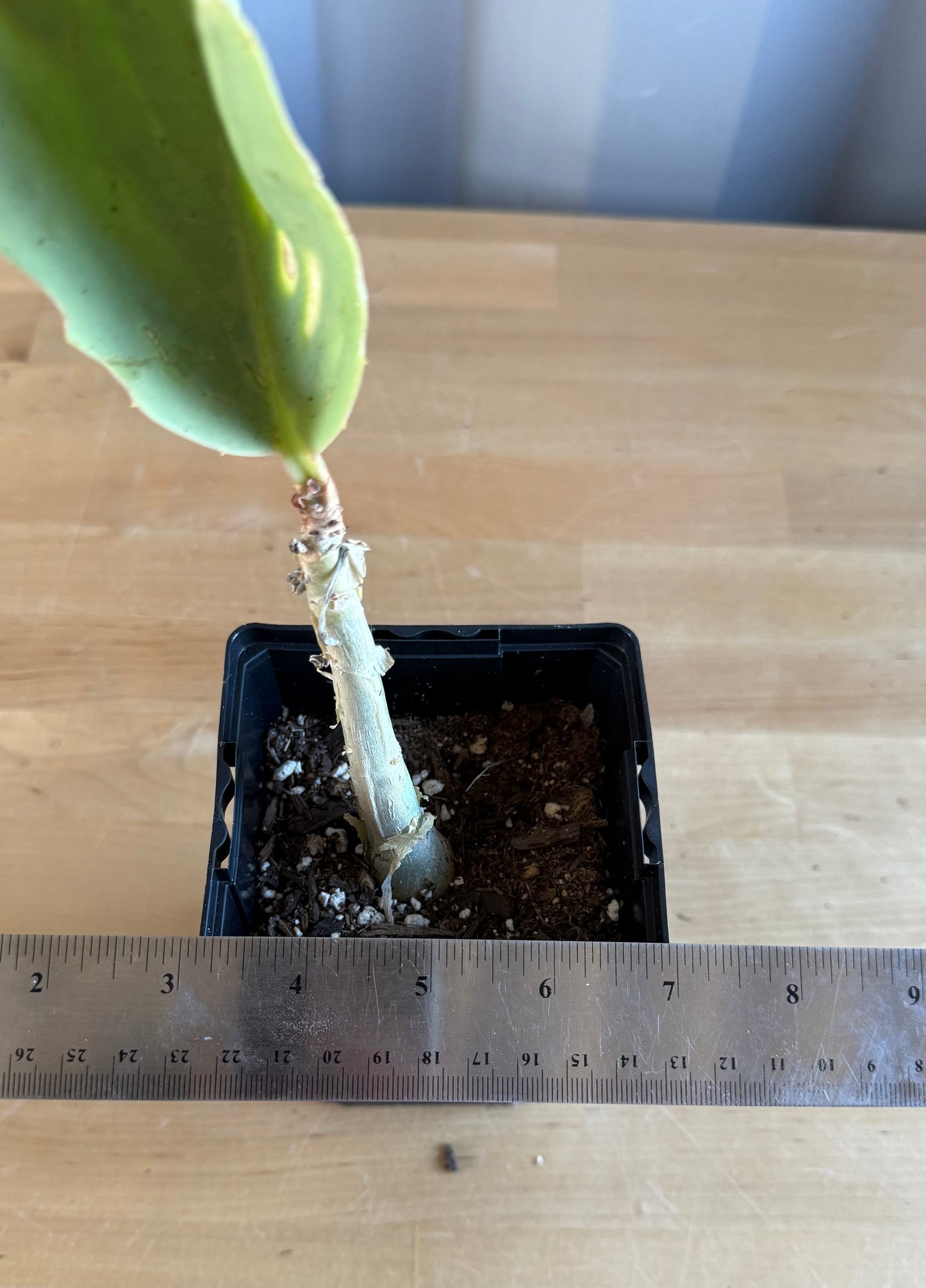 4-inch Cyphostemma cirrhosum SH94