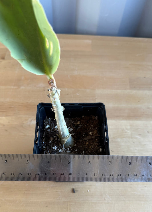 4-inch Cyphostemma cirrhosum SH94