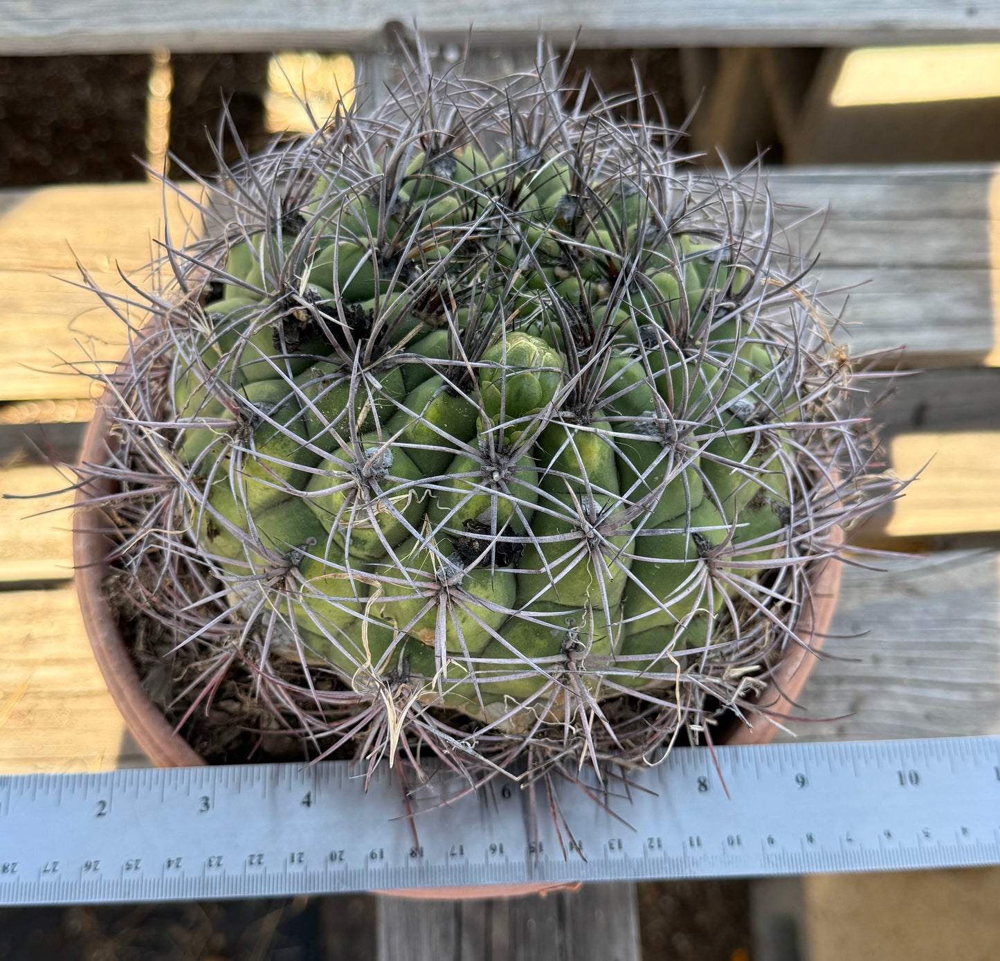 Gymnocalycium saglionis | Giant Chin Cactus S45