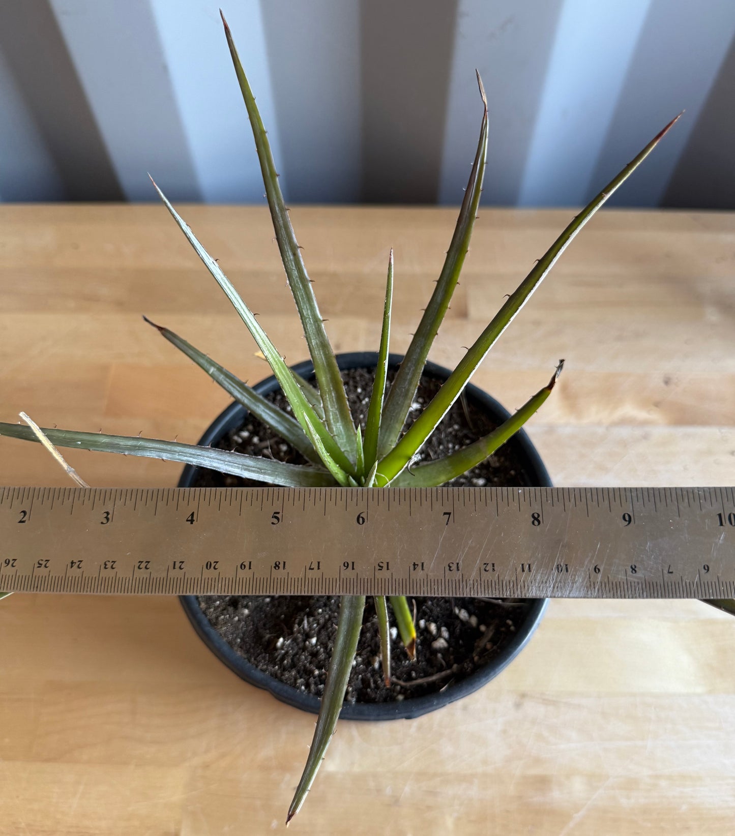 Dyckia Bromeliad S37