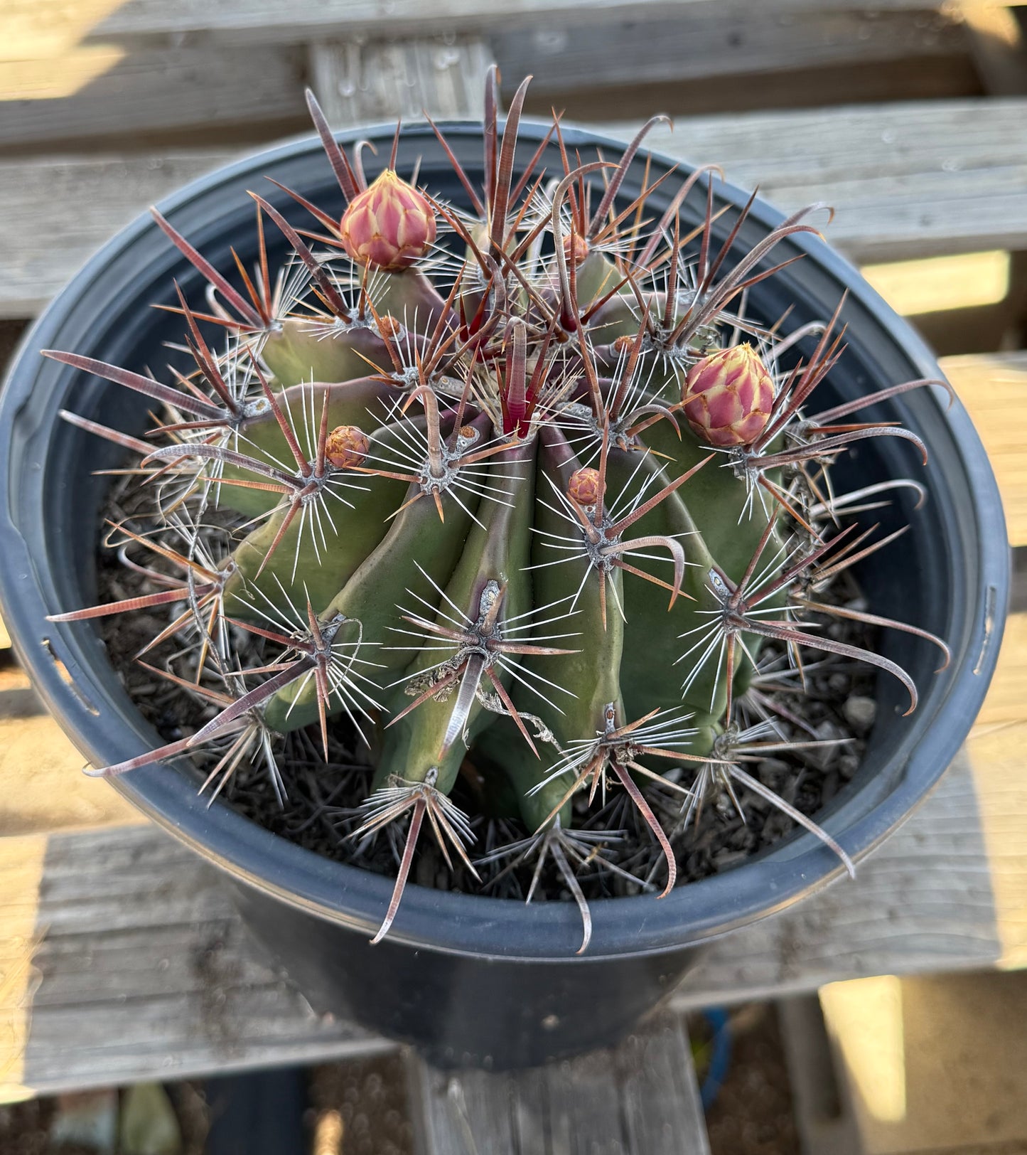 Ferocactus herrerae | Twisted Barrel Cactus S51