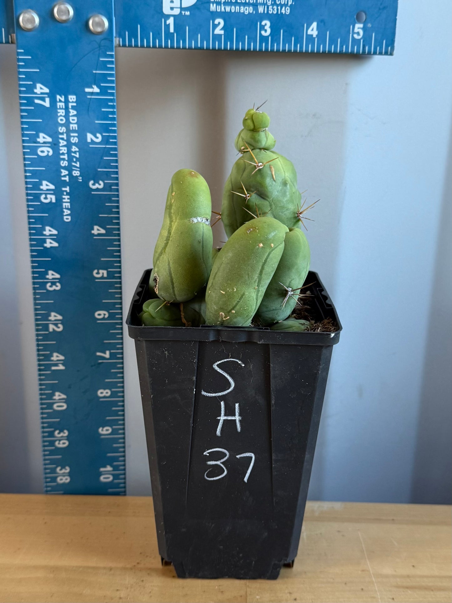 4-inch Monstrose Cactus SH37