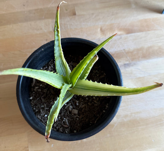 Aloe arborescens 'variegata' S17 | Variegated Aloe arborescens