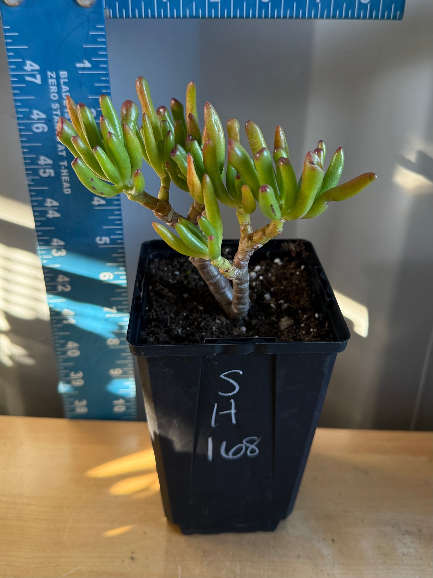 'ET Fingers' Jade SH168 | Crassula ovata 'Gollum'