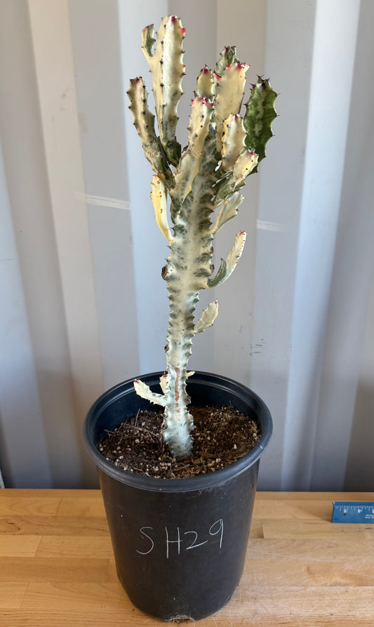 5gal ‘Dragon Bones’ | Euphorbia lactea variegata ‘White Ghost’ SH29