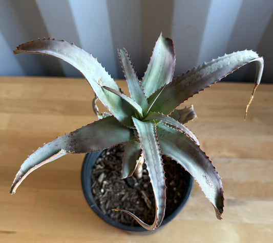 1gal Aloe acutissima S32