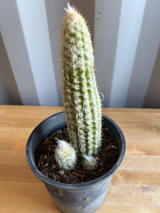 Old Man of the Andes | Oreocereus doelzianus S42