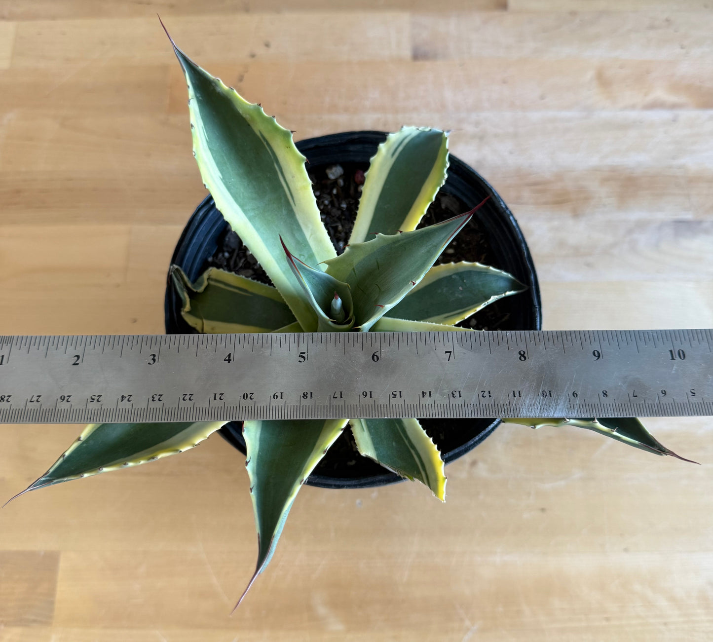 Orca Variegated Whale's Tongue Agave SH2 | Agave ovatifolia 'Orca' variegata