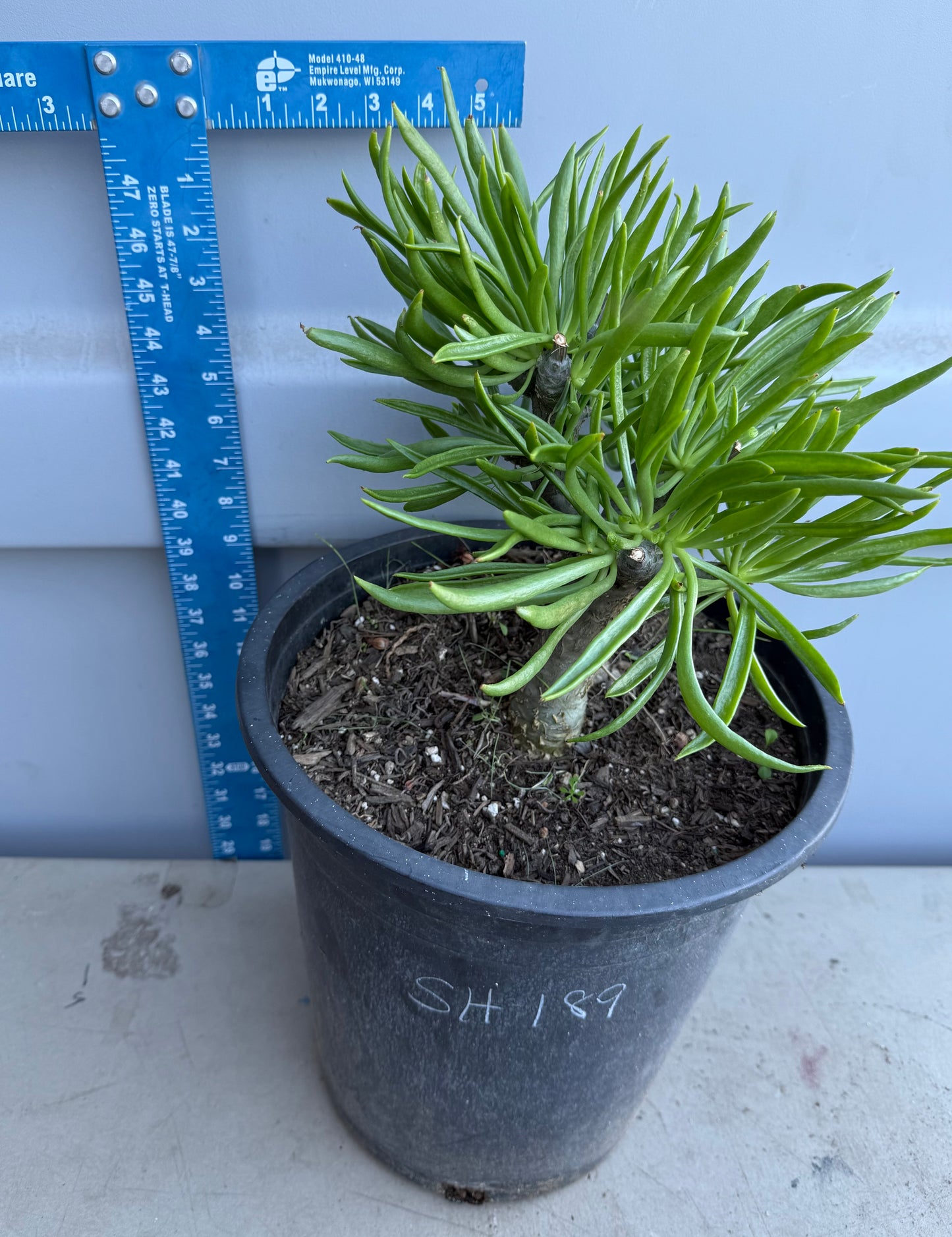 5gal Tylecodon dinteri SH189