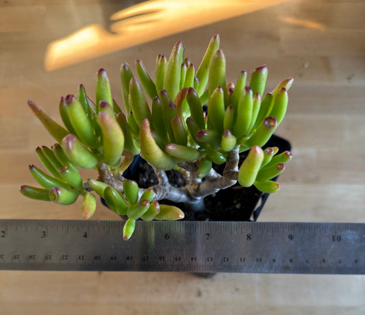 'ET Fingers' Jade SH167 | Crassula ovata 'Gollum'