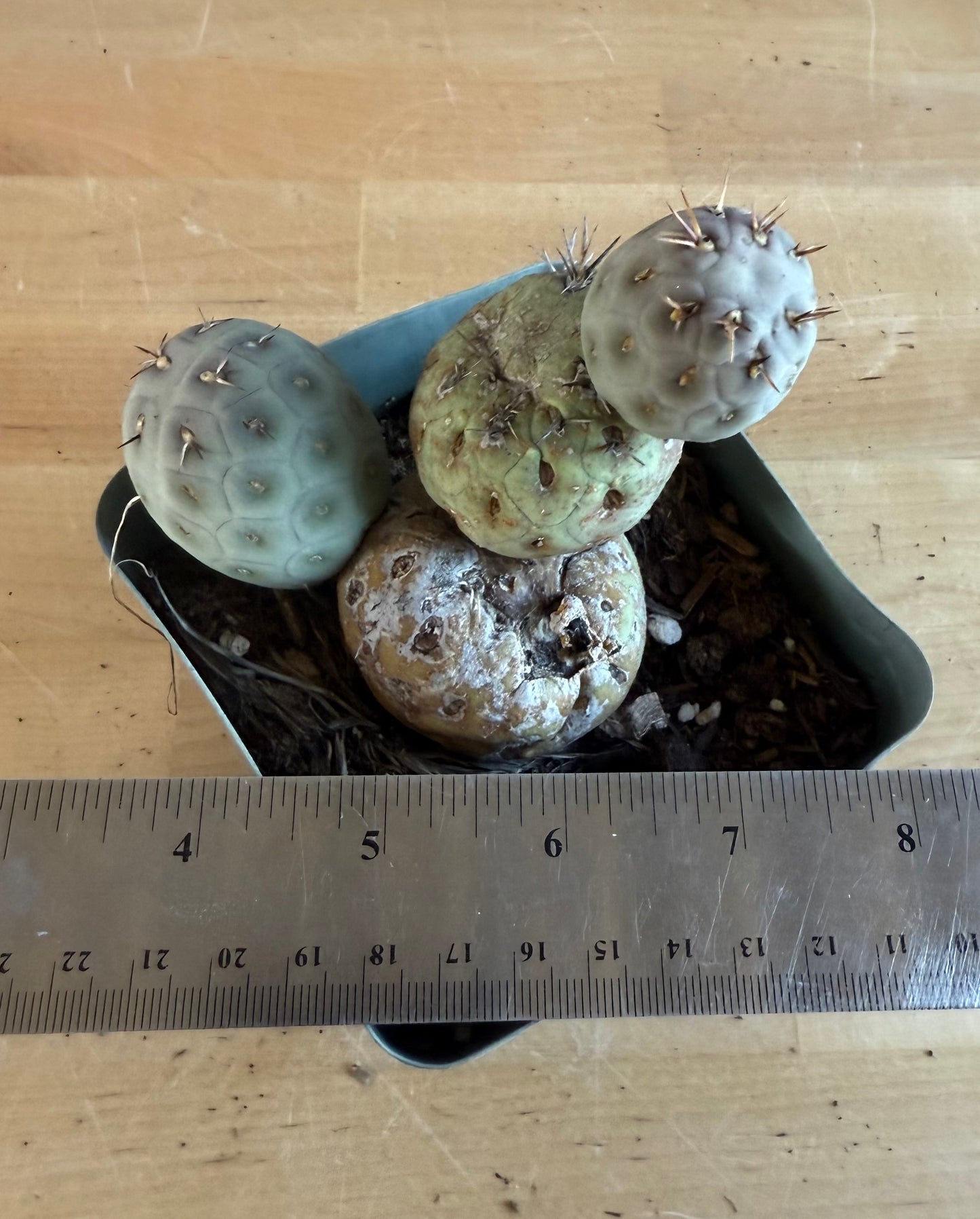Tephrocactus Geometricus SH104