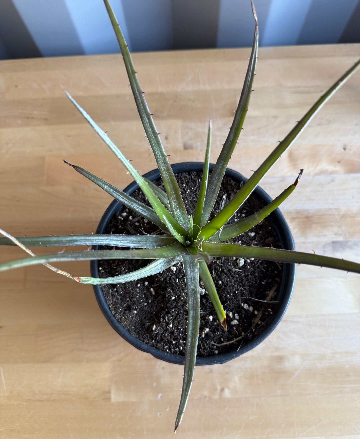 Dyckia Bromeliad S37