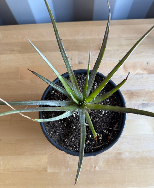 Dyckia Bromeliad S37