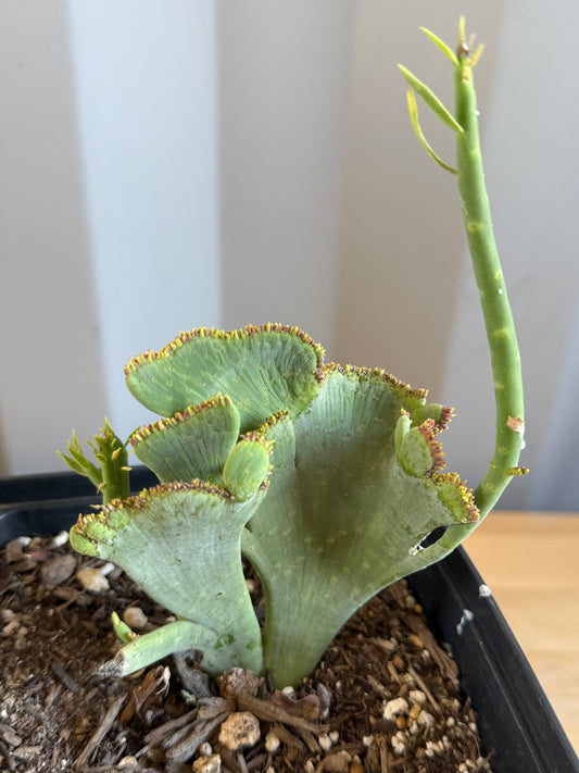 Crested Euphorbia mauritanica SH19