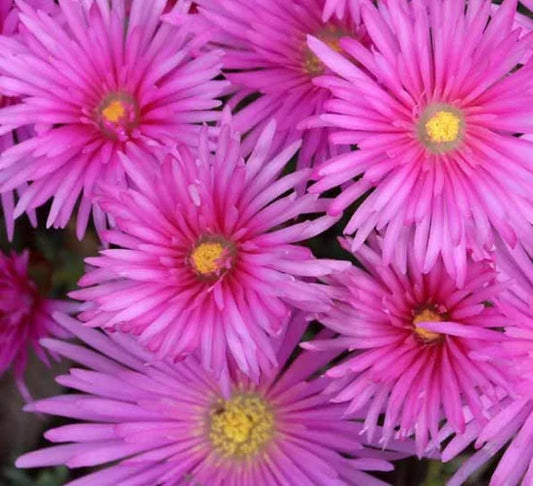 Delosperma cooperi | Ice Plant 1g