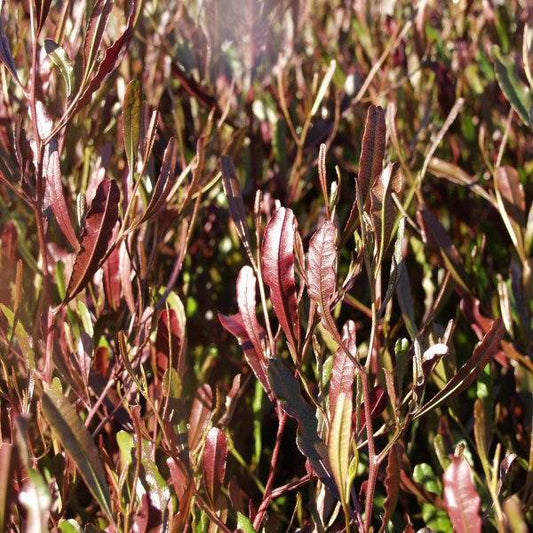 Purple Hopseed Bush | Dodonaea viscosa 'Purpurea' 3g