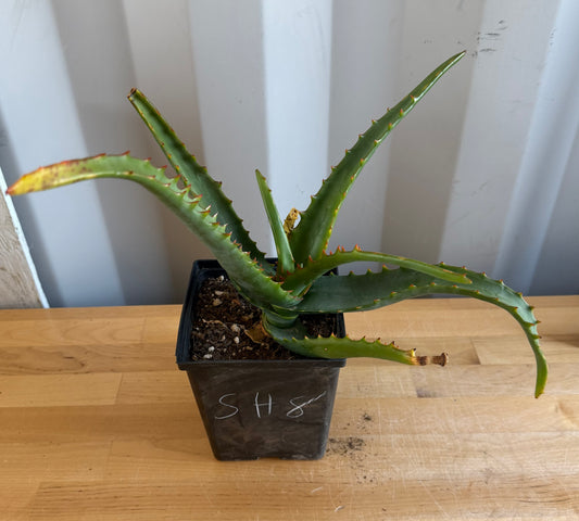Aloe camperi SH8