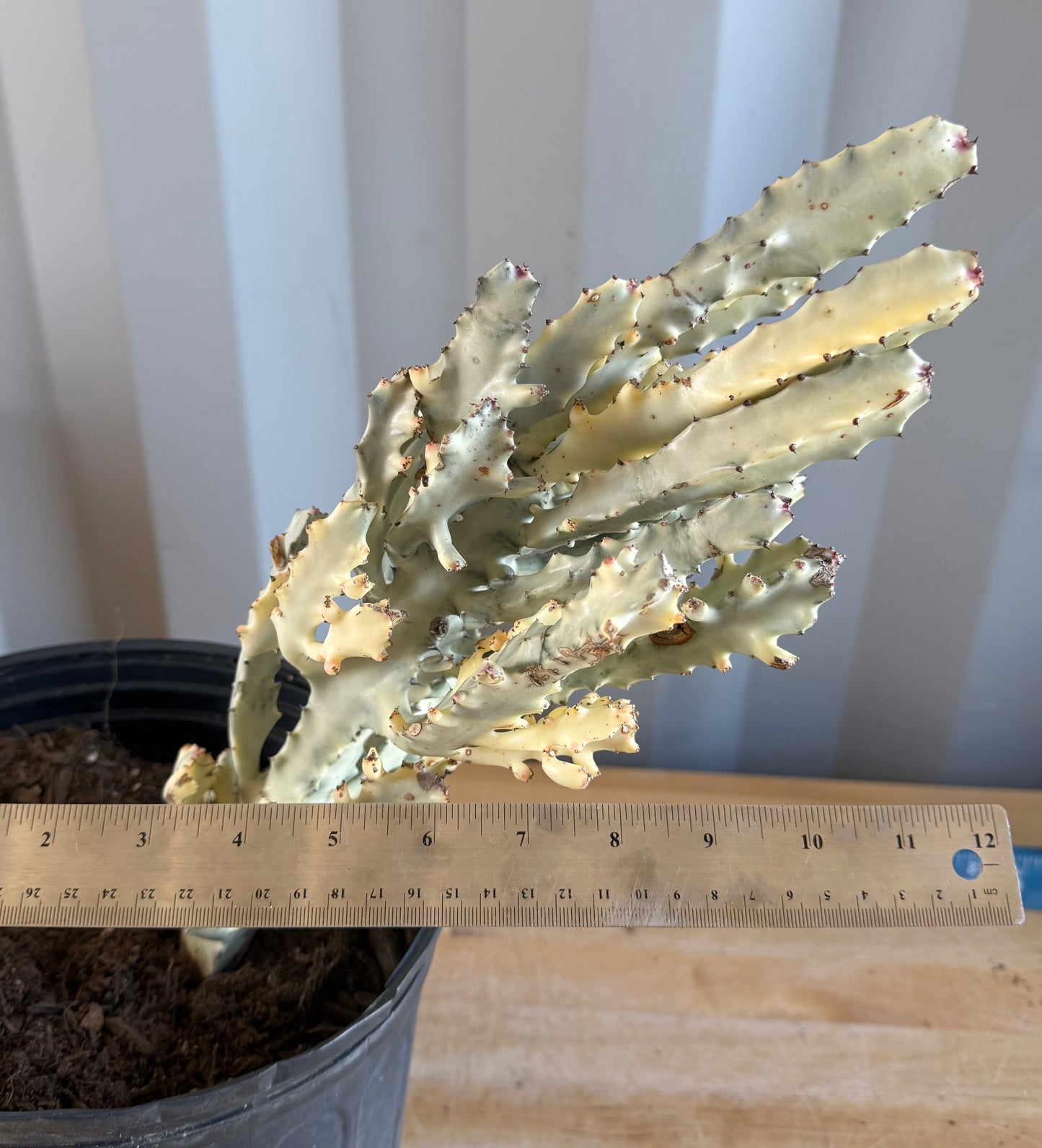 5gal ‘Dragon Bones’ | Euphorbia lactea variegata ‘White Ghost’ SH35