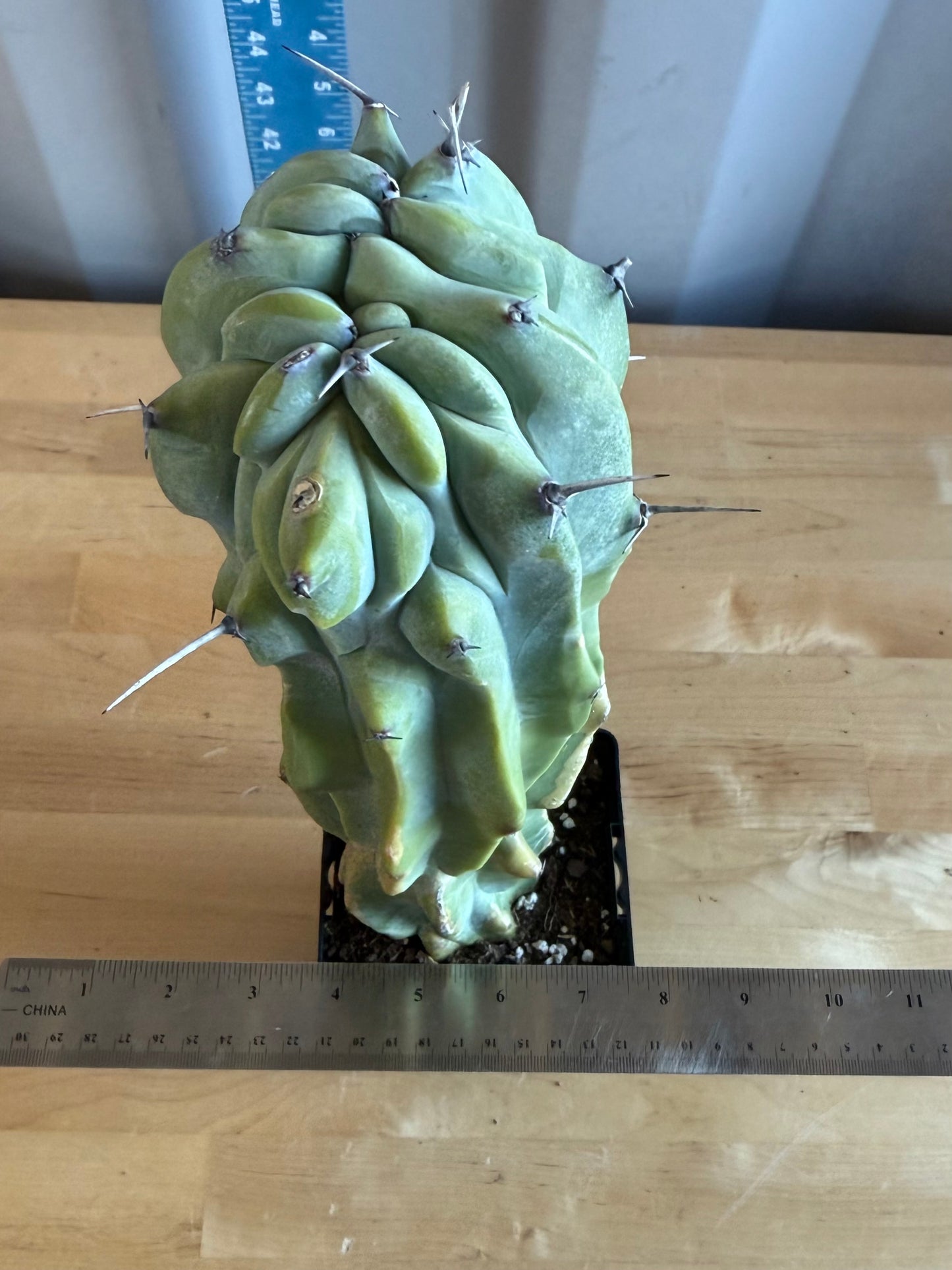 Myrtillocactus geometrizans SH16