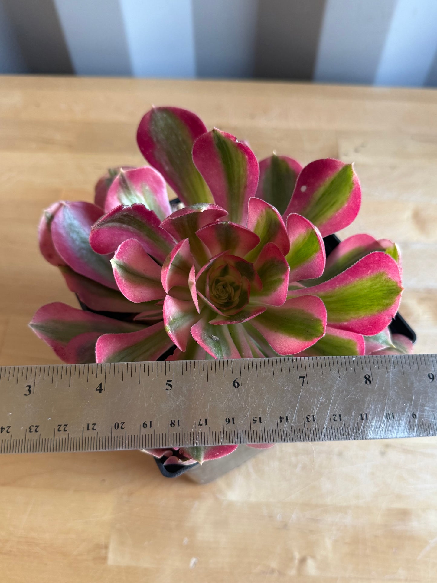 Aeonium 'Pink Witch' S48