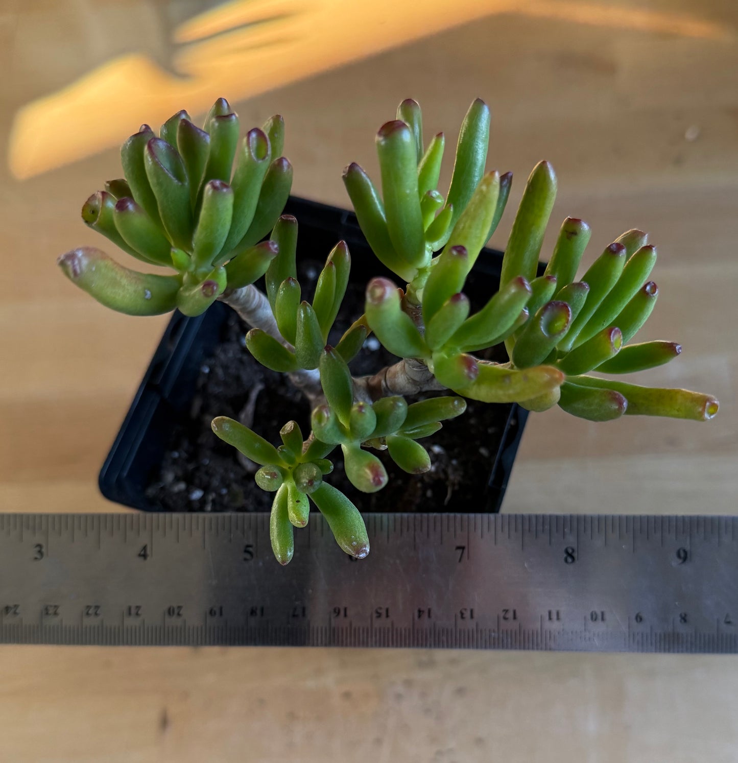 'ET Fingers' Jade SH165 | Crassula ovata 'Gollum'