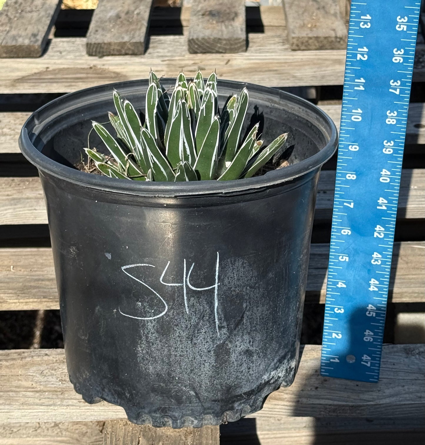 Agave victoriae-reginae S44 | Queen Victoria Agave