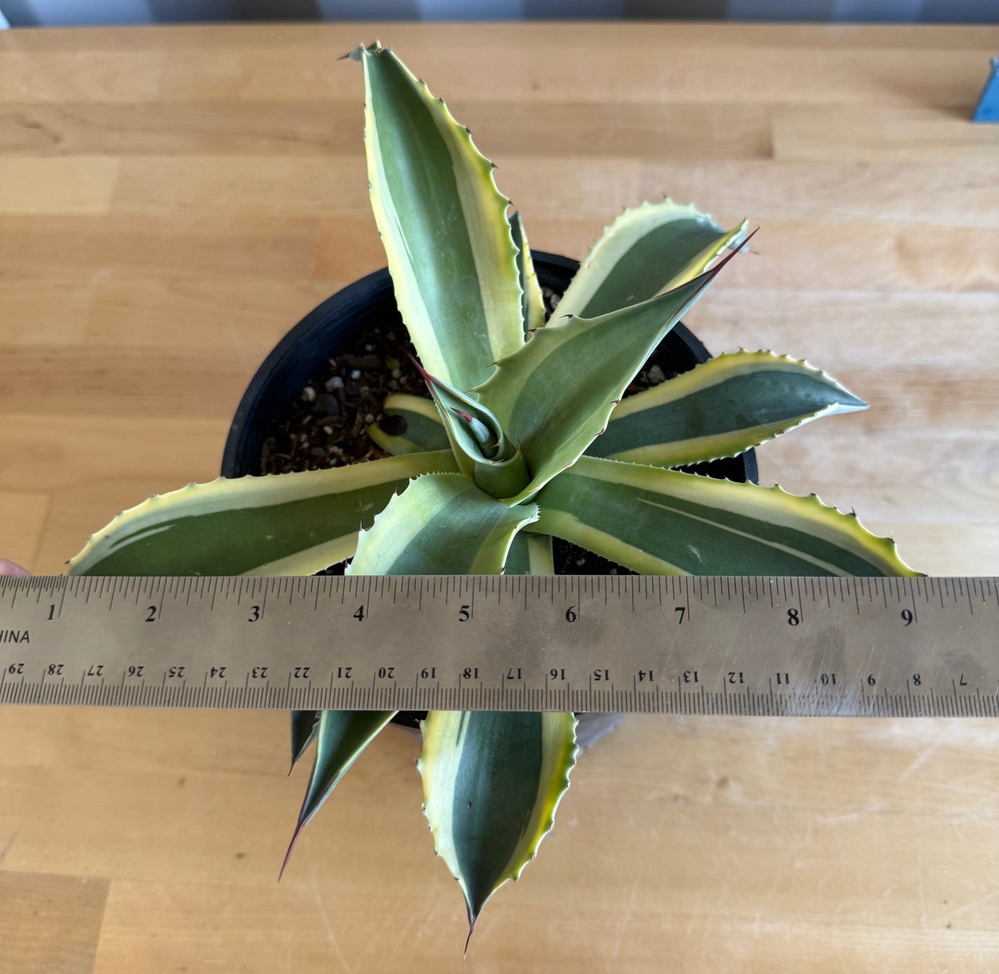 Orca Variegated Whale's Tongue Agave SH1 | Agave ovatifolia 'Orca' variegata