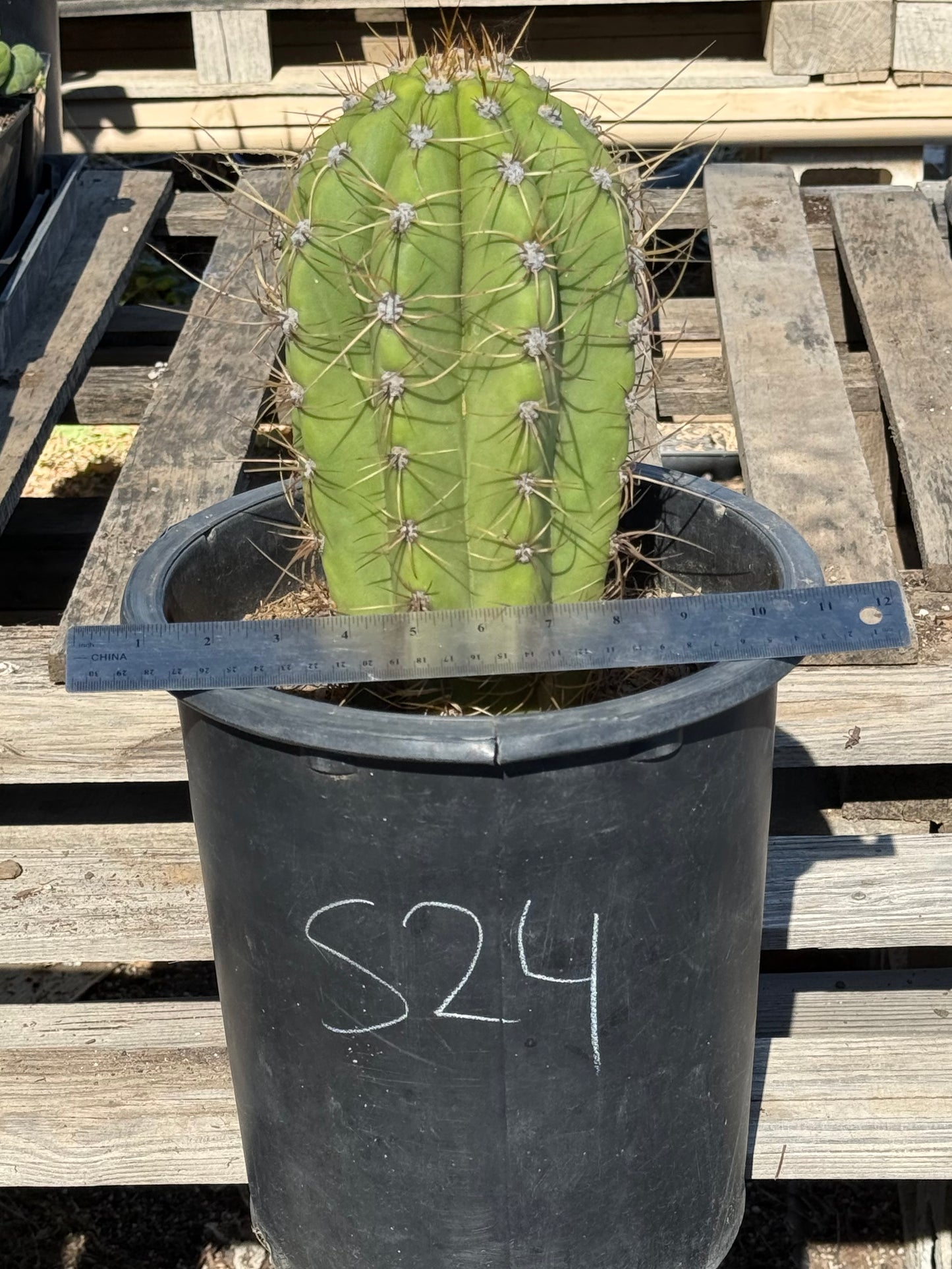 Echinopsis terscheckii S24