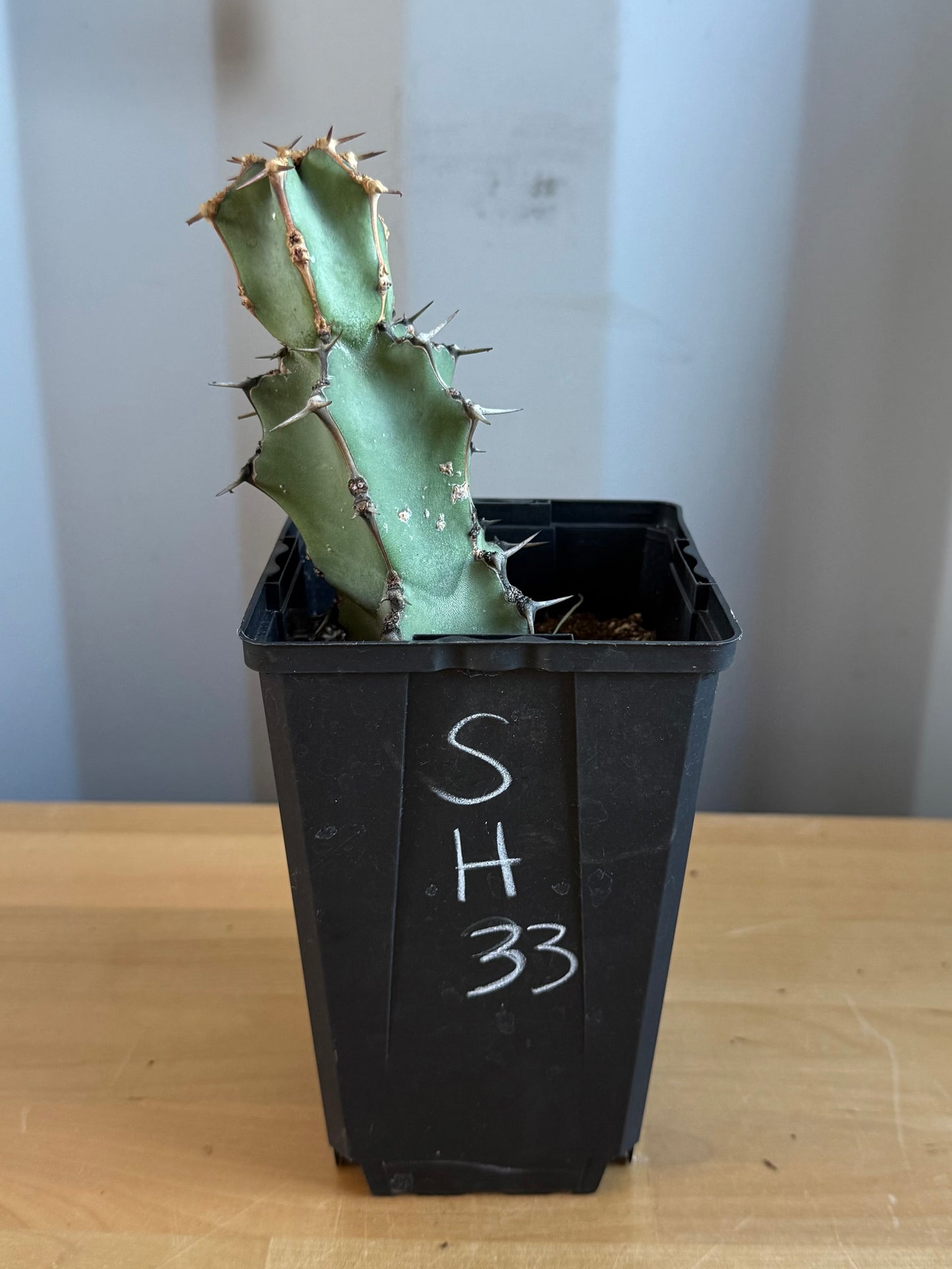 Euphorbia coerulescens SH33