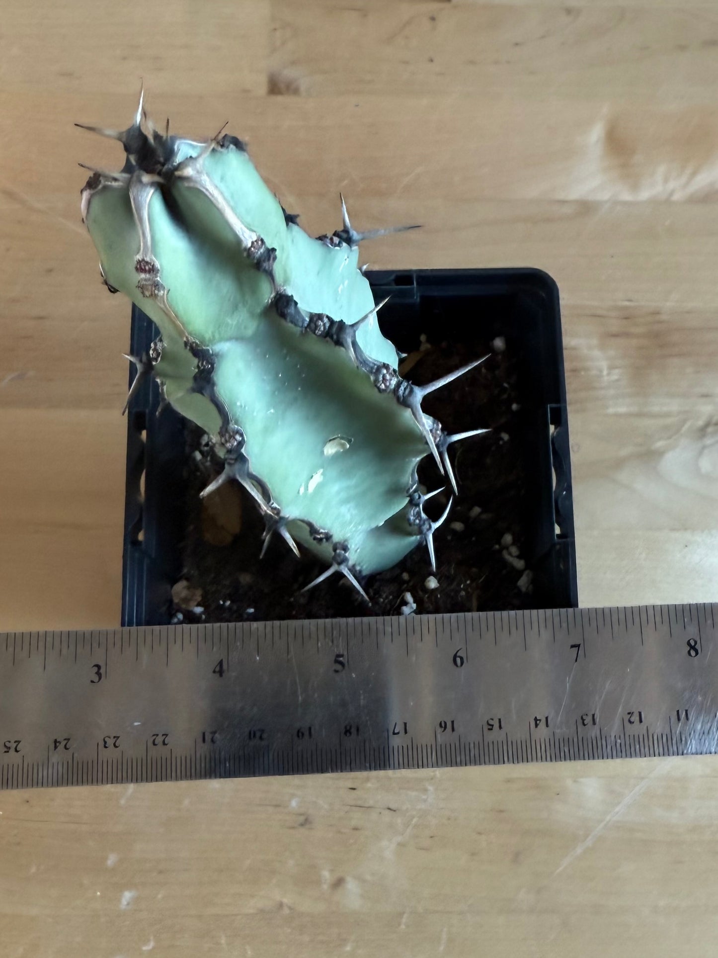 Euphorbia coerulescens SH25