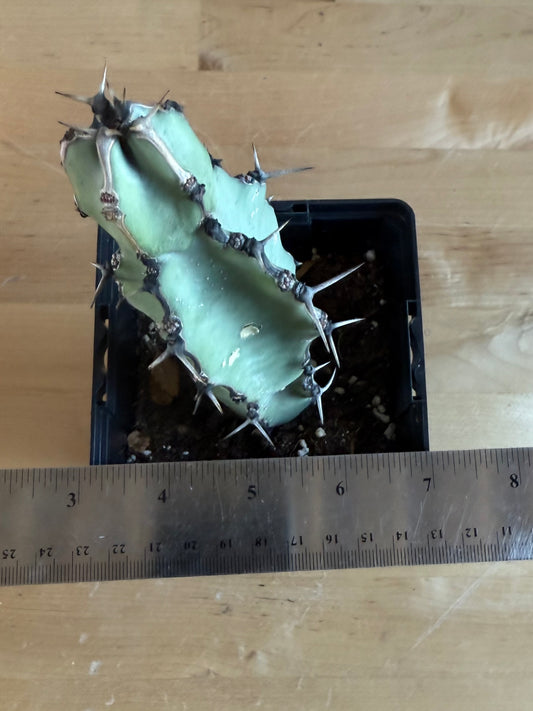 Euphorbia coerulescens SH25