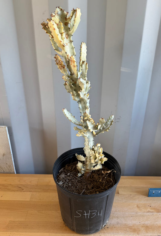 5gal ‘Dragon Bones’ | Euphorbia lactea variegata ‘White Ghost’ SH34