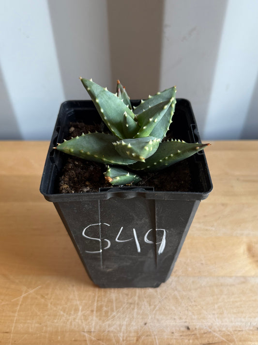 4-inch Aloe ‘Hellskloof Bells’ S49 | Aloe pearsonii x distans