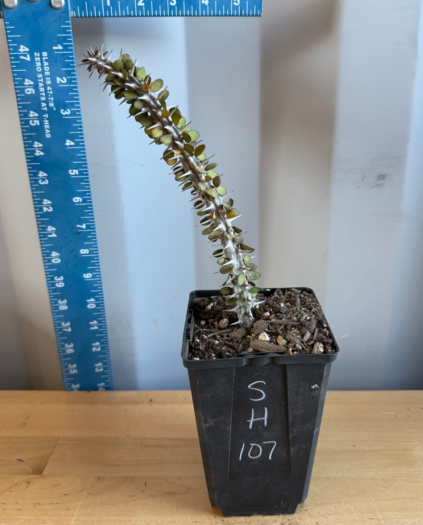 Madagascar Ocotillo SH107 | Alluaudia procera