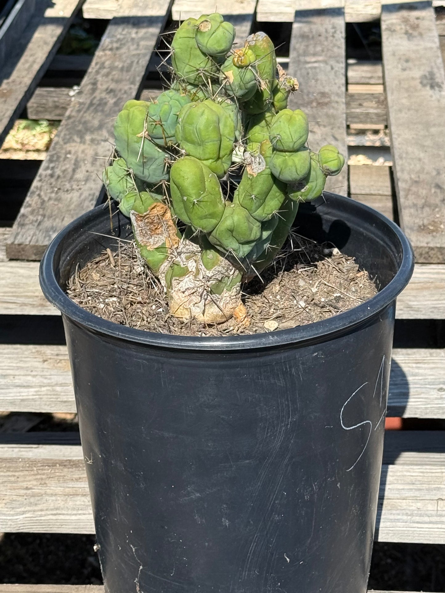 Monstrose Cactus S12