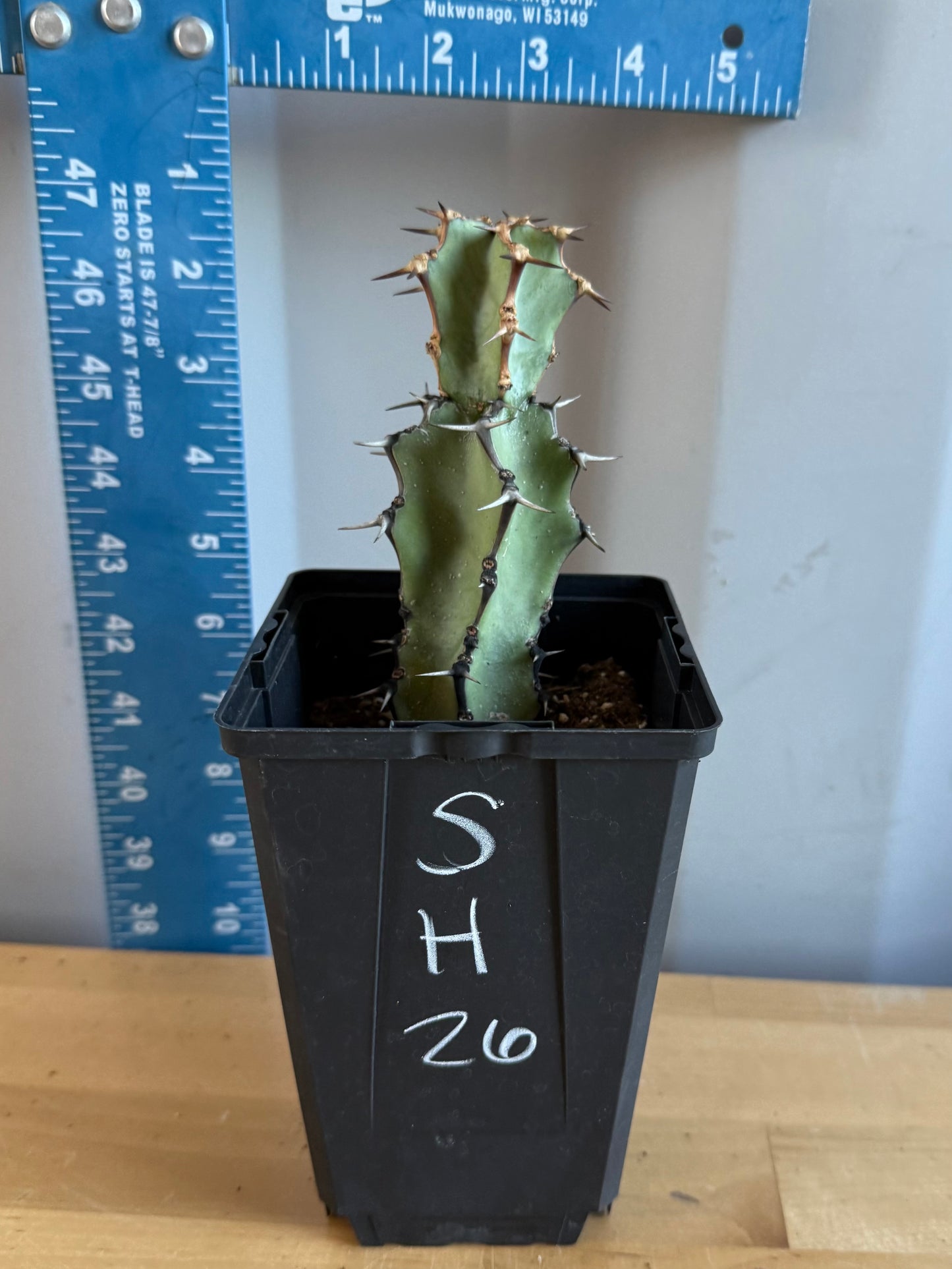 Euphorbia coerulescens SH26