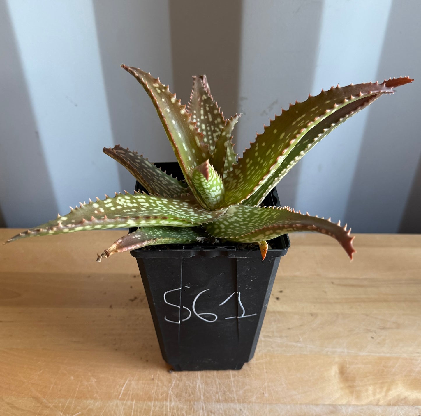 4-inch Aloe 'Cynthia Giddy' S61