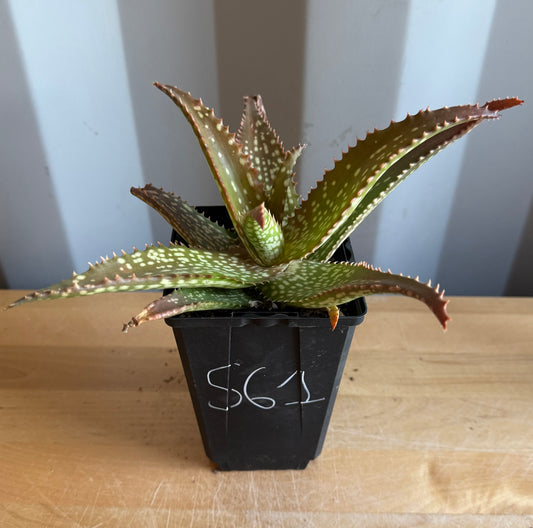 4-inch Aloe 'Cynthia Giddy' S61
