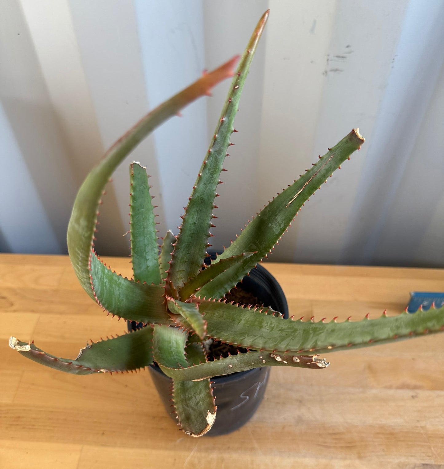 Aloe cameronii hybrid SH27