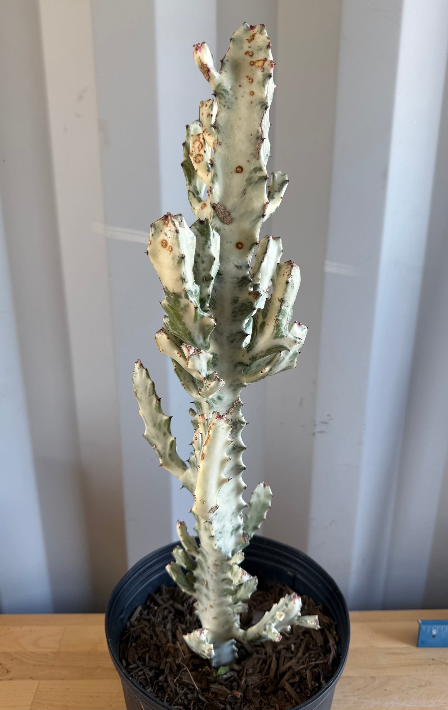 5gal ‘Dragon Bones’ | Euphorbia lactea variegata ‘White Ghost’ SH31