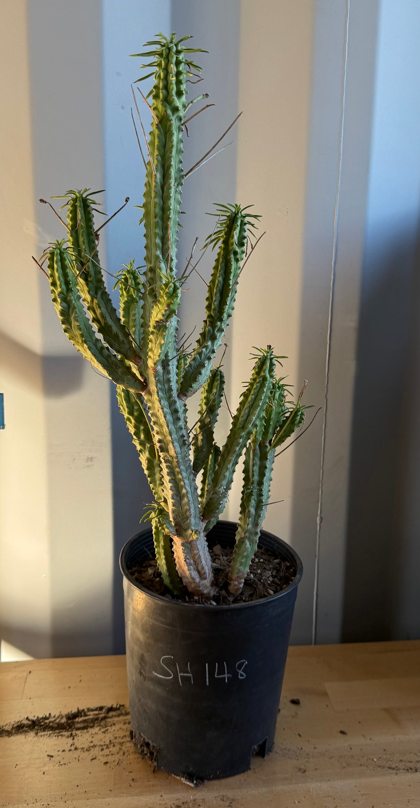 Euphorbia loricata SH148 | African Palm